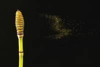 Prêle - émission des spores (Equisetum hyemale)